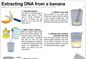 One Page Protocol To Extract Dna From Bananas Science Corps